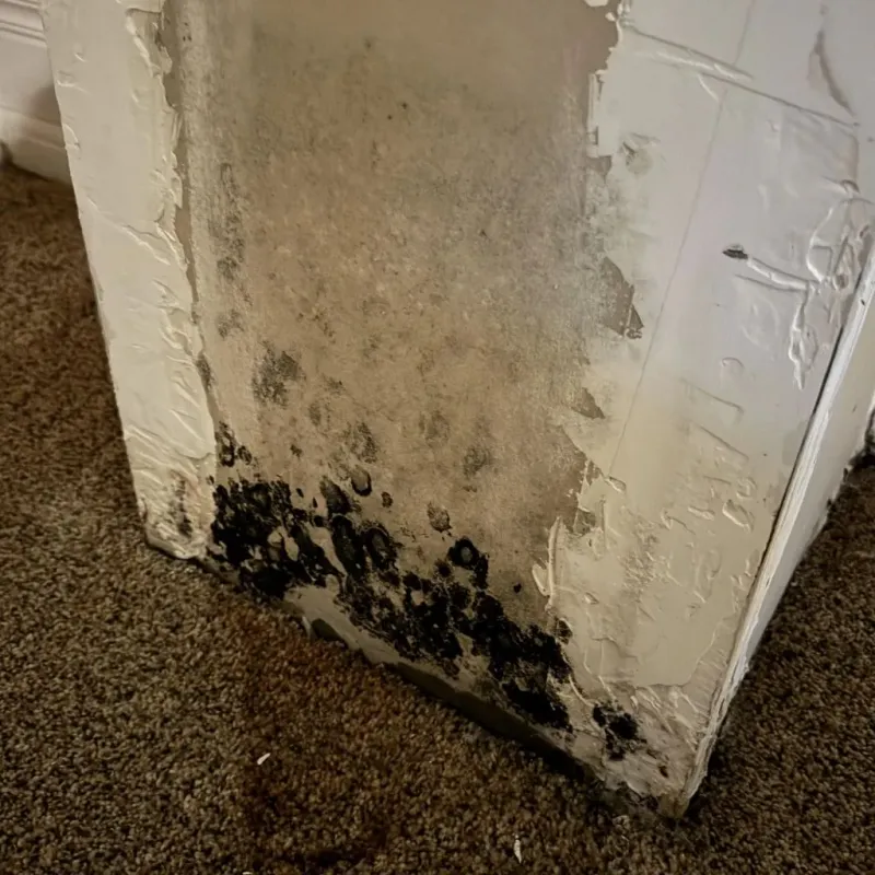 Professional Mold Removal in Hubbard, TX